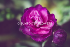 AfricanViolet_RB