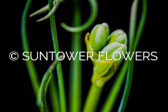 Albuca_spiralis