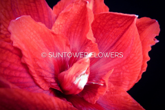 Amaryllis-CherryNymph2