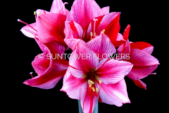 Amaryllis-GervaseGiant