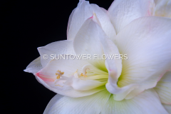 Amaryllis-WhiteNymph
