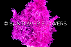 Celosia-RainbowPlume