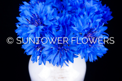 Centaurea-ChoiceMix