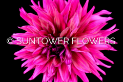 Dahlia-AC_GPS