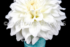 Dahlia-CenterCourt
