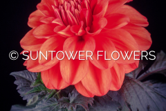 Dahlia-Swans_Olympic_Flame