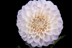 Dahlia-Sweet_Nathalie