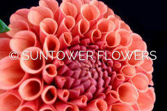 Dahlia-Valley_Rust_Bucket