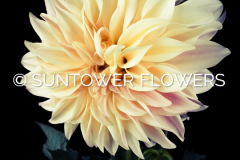 Dahlia_CafeAuLait