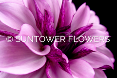 Dahlia_CremedeCassis