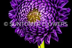 Dahlia_Westhaven_Concord