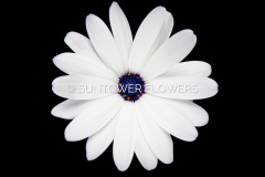 Daisy-BlueDisc