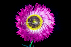 Daisy-Paper