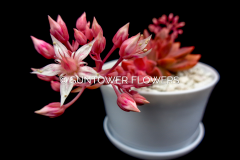Graptosedum-VeraHiggins