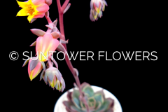 Echeveria