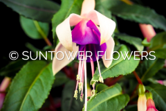 Fuchsia-BellaMariska