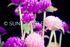 Gomphrena-LVMix