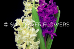 Hyacinth