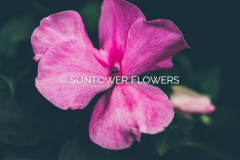 Impatiens_MidnightBlend
