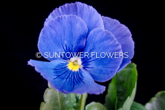 Pansy-CelestialBlue