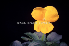 Pansy-CoronoationGold