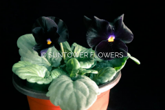 Pansy-HalloweenII