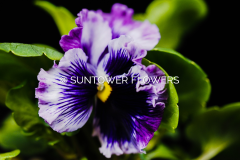 Pansy_FlirtySkirts