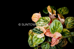Peperomia_PinkLady