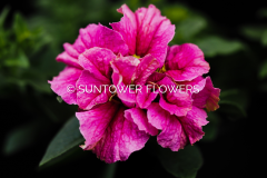 Petunia_DoubleCascade