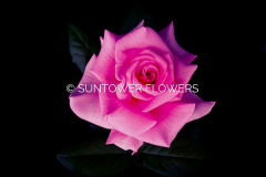 Rose-Flawless