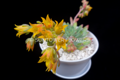 Sedeveria