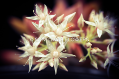 Sedum_adolphi-Firestorm1