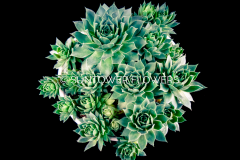 Sempervivum-HensChicks2