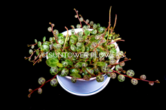 String_of_Turtles