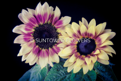 Sunflower-CherryRose