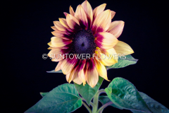 Sunflower-CherryRose2