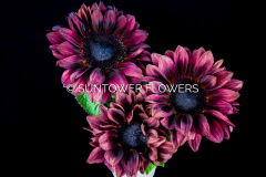 Sunflower-ProCutRed