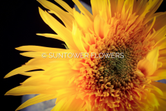 Sunflower-StarburstPanache