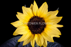 Sunflower-SunrichSummerLimoncello