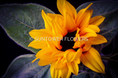Sunflower-Zohar