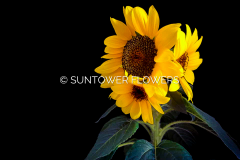 Sunflowers2