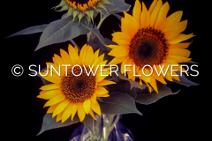 Sunflowers3