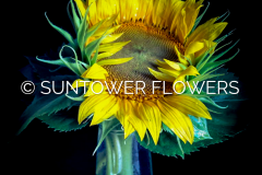 Sunflowers4