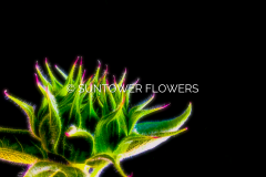Sunflowers5