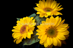 Sunflowers6