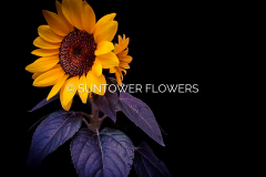 Sunflowers7