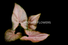 Syngonium_PP