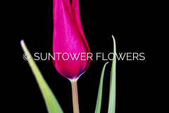 Tulip-PrettyWoman