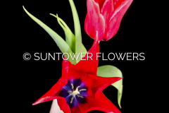 Tulip-PrettyWoman2