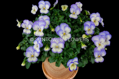 Viola-PennyPurplePicotee